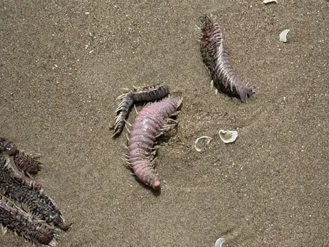 Vũng Tàu trấn an du khách khi sâu, sứa biển dạt vào bờ