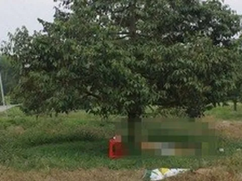 Điều tra vụ người đàn ông tử vong cạnh khẩu súng trong vườn sầu riêng