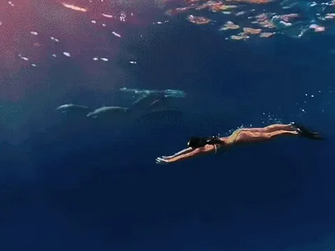 20 giây Ánh Viên 'thả mình' giữa đàn cá mập ở Maldives