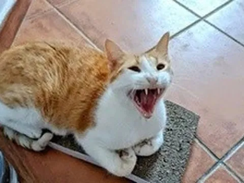 Cháu bé 5 tuổi tử vong nghi do mắc bệnh dại