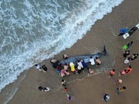Bí ẩn sinh vật giống cá voi có mỏ chết ngoài khơi Gia Lai