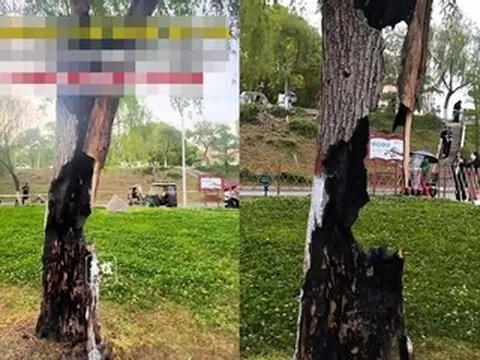 Cây liễu bị sét đánh, rỗng ruột vẫn xanh tốt suốt 20 năm, thu hút du khách