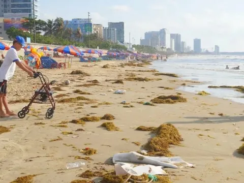 Bãi biển Vũng Tàu 'ngập' hàng chục tấn rong biển