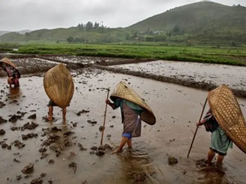 Ngôi làng nhiều mưa nhất thế giới, dân phủ cỏ mái nhà để giảm tiếng ồn