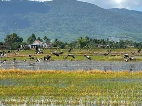 Hàng trăm con cò quý hiếm bay trên cánh đồng, bí thư xã cảnh báo người dân