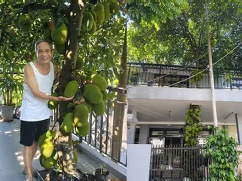 Cây mít mọc xuyên tầng 2 ở Đà Nẵng gây sốt, trái chi chít từ gốc tới ngọn