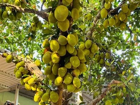 Cây mít ở Đà Nẵng quả mọc chi chít, chủ nhà đếm được gần 400 trái