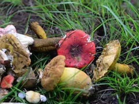 4 người trong gia đình ở Lâm Đồng ngộ độc sau ăn nấm rừng, một người tử vong