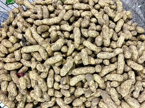 Luộc lạc bao nhiêu phút để mềm bùi, không bị thâm vỏ?