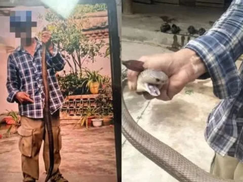 Bị rắn độc cắn vẫn chụp ảnh, người đàn ông 58 tuổi 'chật vật' thoát cửa tử