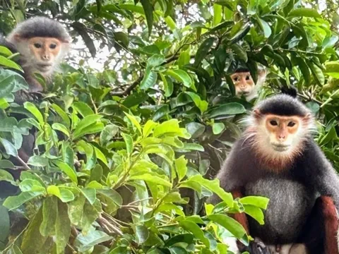 Khách Tây lên núi Khỉ ở Đà Nẵng tìm loài linh trưởng đẹp nhất thế giới
