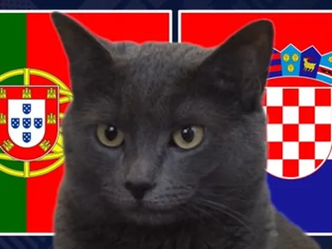 Mèo "tiên tri" dự đoán kết quả trận Bồ Đào Nha vs Croatia: Ronaldo tiếp tục "nổ súng"?