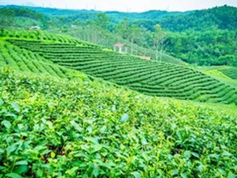 Về nơi 65 năm gìn giữ hương trà tại vùng biên Quảng Ninh