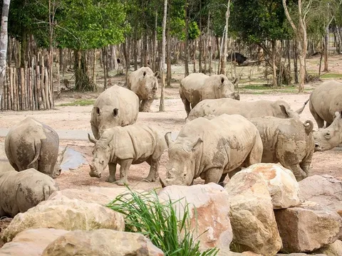 Thành quả từ những lần “chơi lớn khiến thế giới phải trầm trồ” của “kỳ quan” Vinpearl Safari Phú Quốc