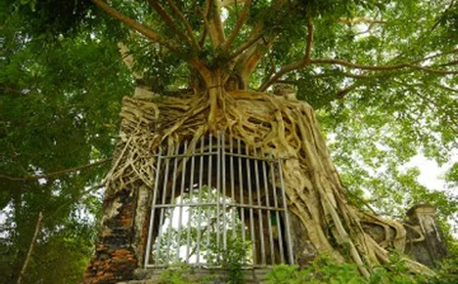 Cây đa 'ôm trọn' cổng phủ trăm năm ở Nghệ An, rễ phủ kín vòm gạch