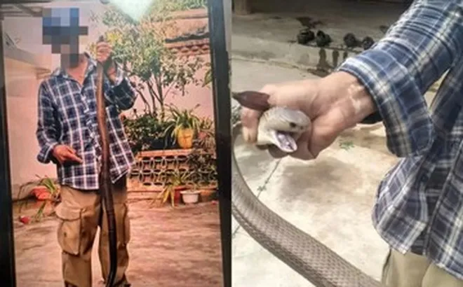 Bị rắn độc cắn vẫn chụp ảnh, người đàn ông 58 tuổi 'chật vật' thoát cửa tử