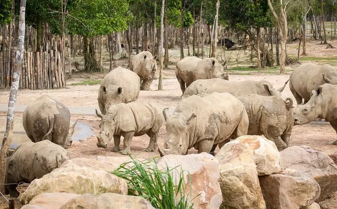 Thành quả từ những lần “chơi lớn khiến thế giới phải trầm trồ” của “kỳ quan” Vinpearl Safari Phú Quốc
